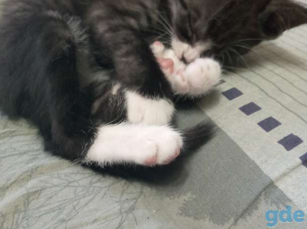 Котенок в дар, фотография 3