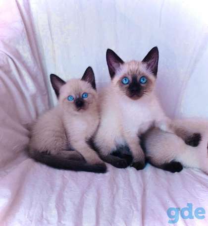 Тайские котята.Сиамские котята., фотография 6