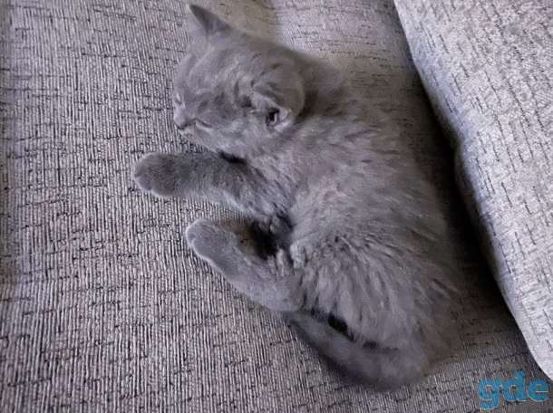 Британские котята, фотография 2