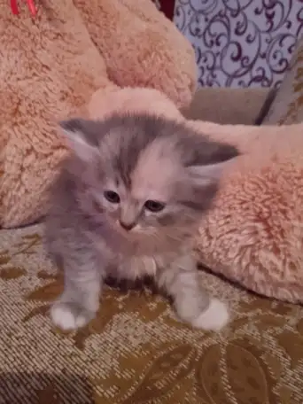 британские котята, фотография 8