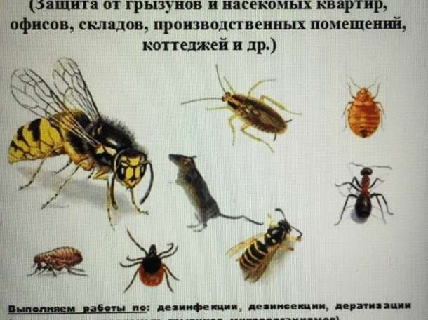 Осы, шершни, шмели. Все насекомые и грызуны. Травля, уничтожение, обезвреживание., фотография 1
