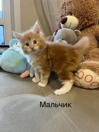 Котята, фотография 3