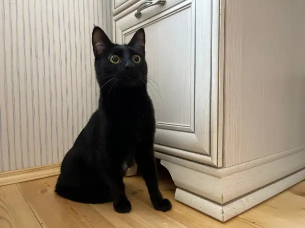 Чудесная черная кошечка Карамелька ищет дом и семью!, фотография 20