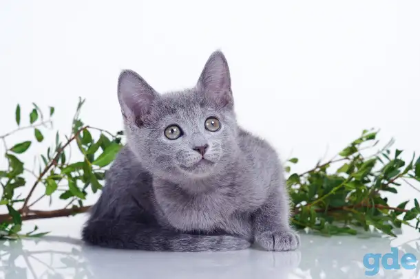 Продается котенок русской голубой мальчик, фотография 1