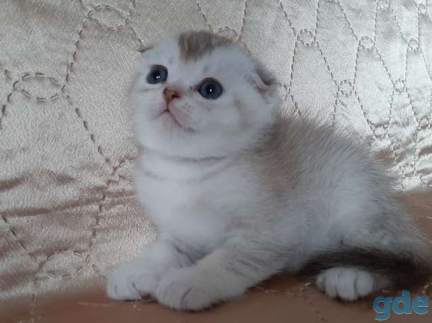 Шотландские котята, фотография 10