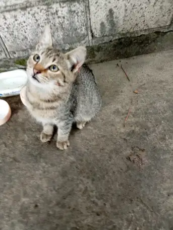 Котенок в дар, фотография 1