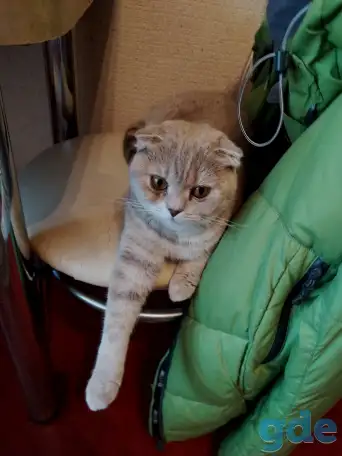 Котята шотландские вислоухие, фотография 9