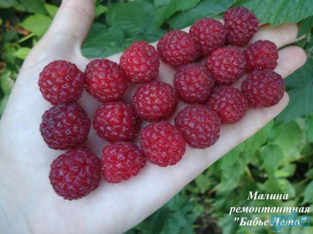 малина саженцы, фотография 1