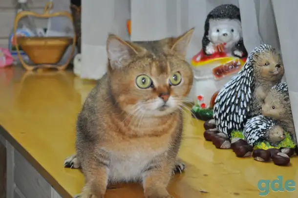 шотландский кот и кошка, фотография 1