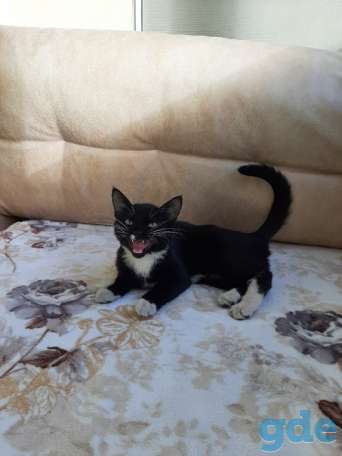 Котенок ищет дом, фотография 1