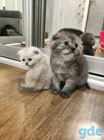 Котята шотландские, фотография 2