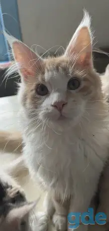 Котята Мейн Кун, фотография 1