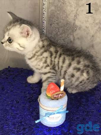 Шотландские плюшевые котята ТОРГ УМЕСТЕН, фотография 3