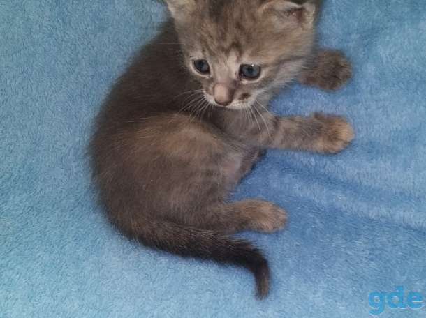 Котятки в добрые руки.Прошу не быть равнодушными., фотография 2