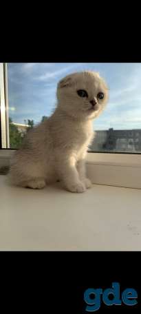 Котята, фотография 3