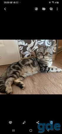 Шотландские котята, фотография 12