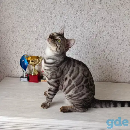 Бенгальские котята, фотография 4