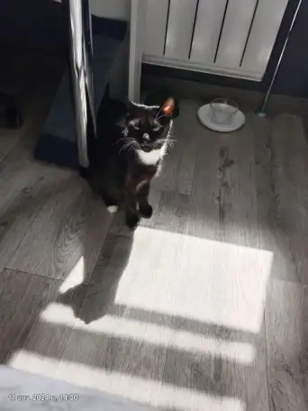 Котодевочка Еня в дар, фотография 2