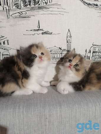 Персидские котята, фотография 1