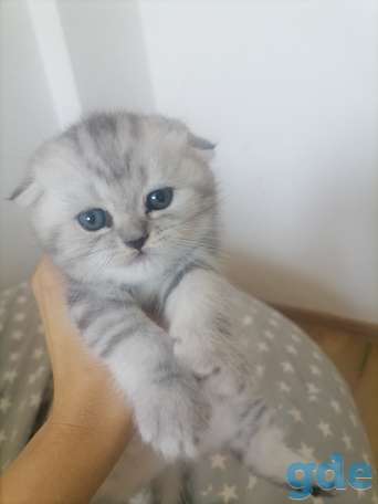 Шотландские котята, фотография 3