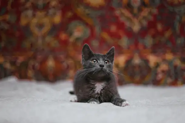 Милейший котеночек Масик мечтает найти семью!, фотография 15