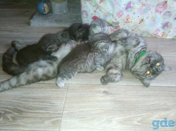 Шотландские котята, фотография 7