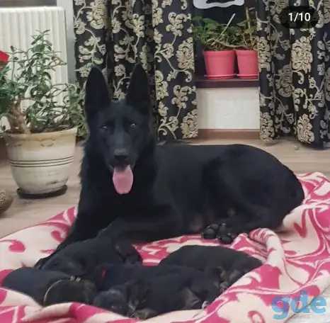 Продам щенка немецкой овчарки, фотография 4