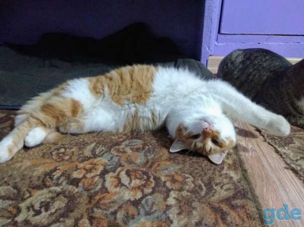 Котята в дар, фотография 4