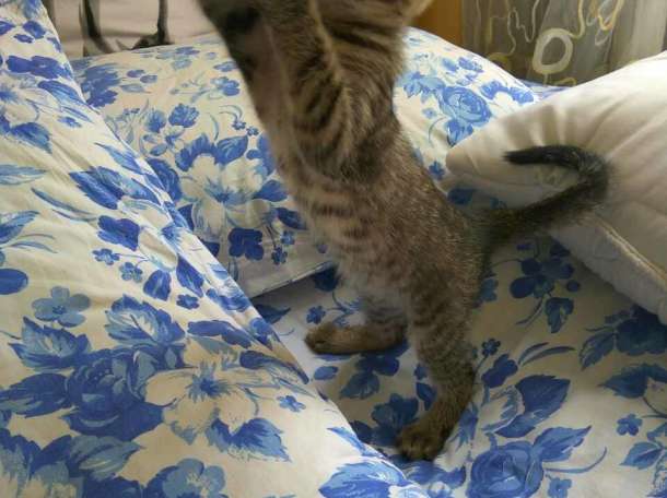 Котенок ищет семью, фотография 3
