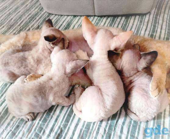 Кошка Девон рекс в разведение, фотография 6