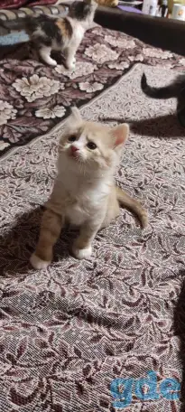 Отдам рыжего котенка-мальчика в дар, фотография 2