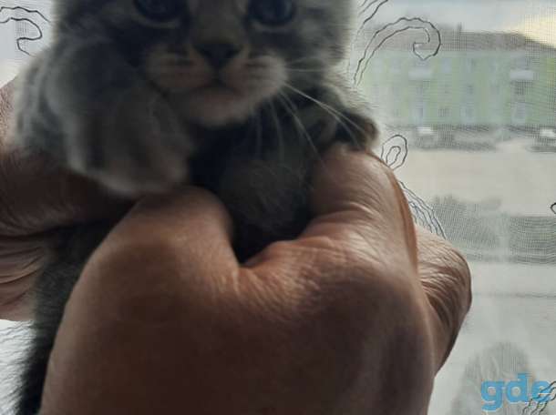 Шотландцы, фотография 2