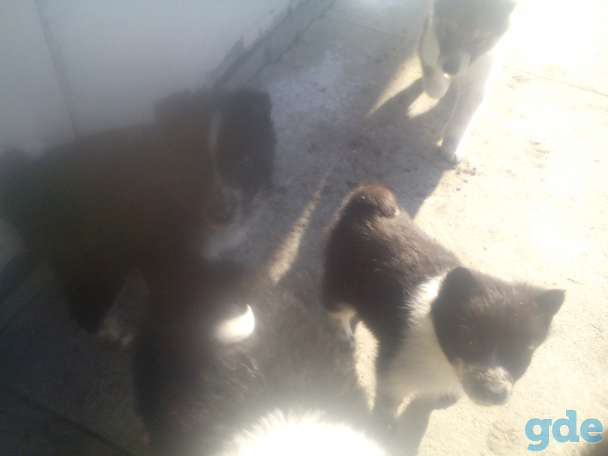 Одам щенков от Западносибирской  лайки, фотография 3