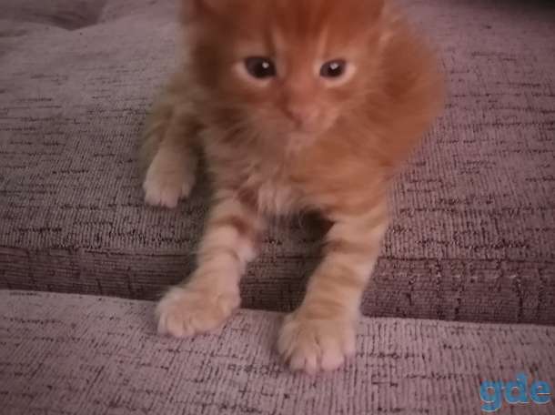 Продаются прекрасные котята Мейн кун 3 девочки и 2 мальчика, ходят в латок кушают корм для котят раял канин., фотография 1