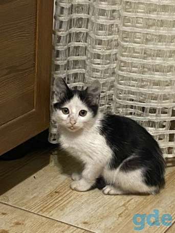 Котенок ищет дом, фотография 2