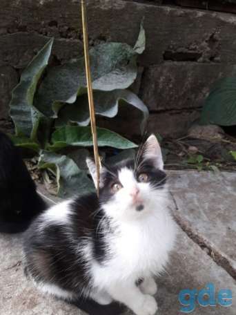 Котята ищут дом или передержку, фотография 5