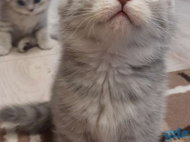 Шотландские котята, фотография 3