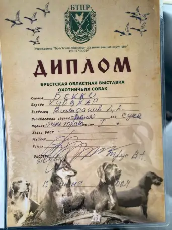 Щенки Курцхаара, фотография 10