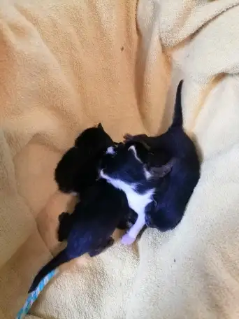 Котята в дар, фотография 3