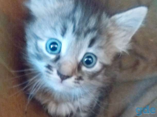 Котята в дар., фотография 4