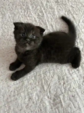 Шотландский котенок, фотография 1