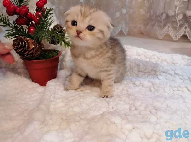 Котята, фотография 5