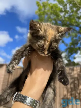Котёнок (1 мес) в дар, фотография 2