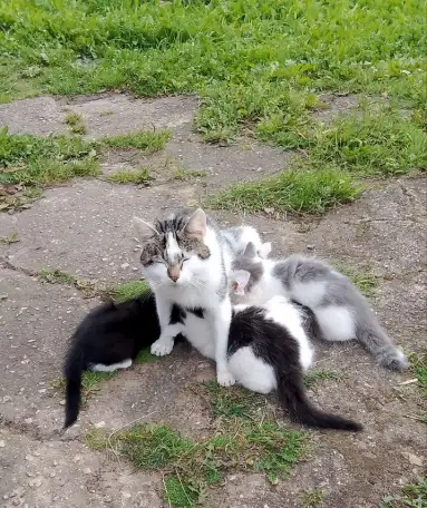 котёнок, фотография 3