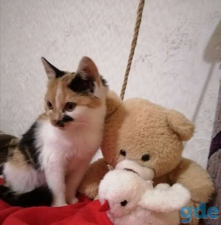Котенок ищет дом, фотография 1