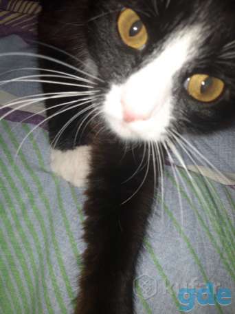 Молодой котик ищет дом, фотография 3