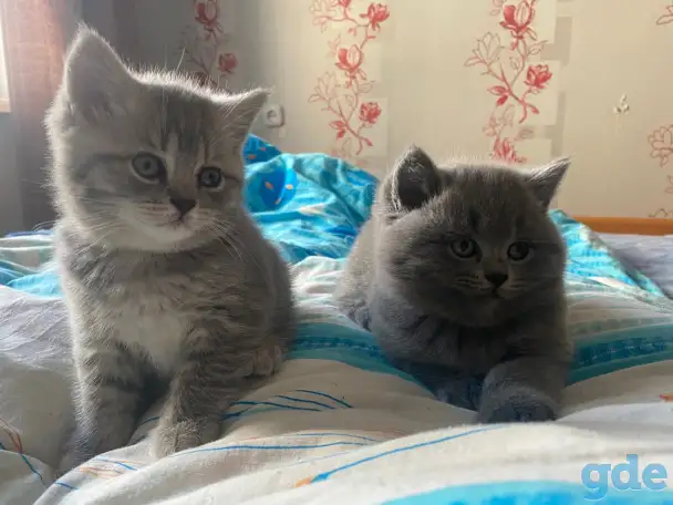 Шотландские котята, фотография 5