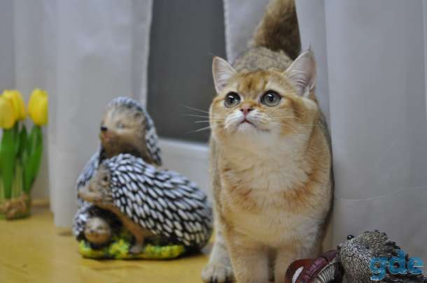Шотландские котята (Летния Распродажа), фотография 2