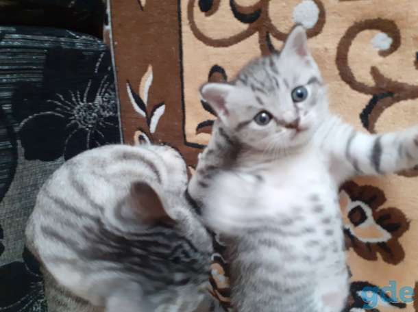 Продаются шатланские котята, фотография 1