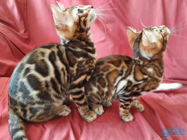 бенгальские котята, фотография 3